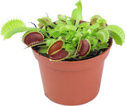 Venus Fly Trap (Dionea)