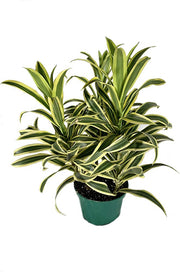 Dracaena 'Song of India'
