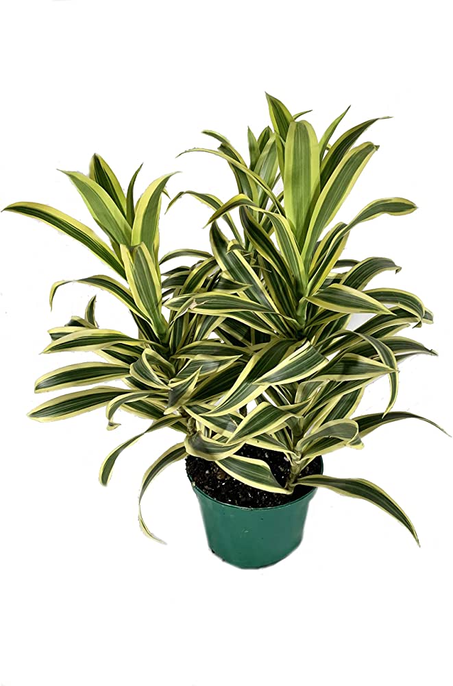 Dracaena 'Song of India'