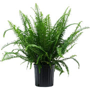 Nephrolepis obliterata "Kimberly Queen Fern"