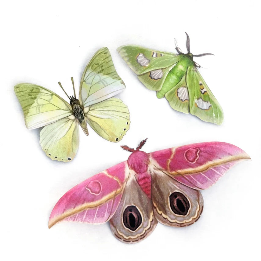 Fine Paper Specimens