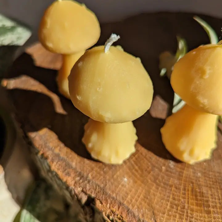 Mushroom Beeswax Candle