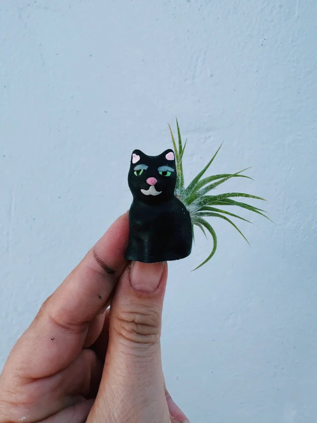 Air Plant + Mini Planter