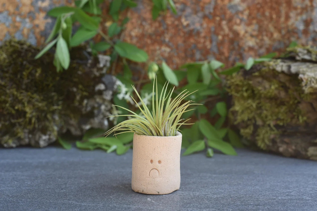 Air Plant Little Buddies - Pouts / Frowns