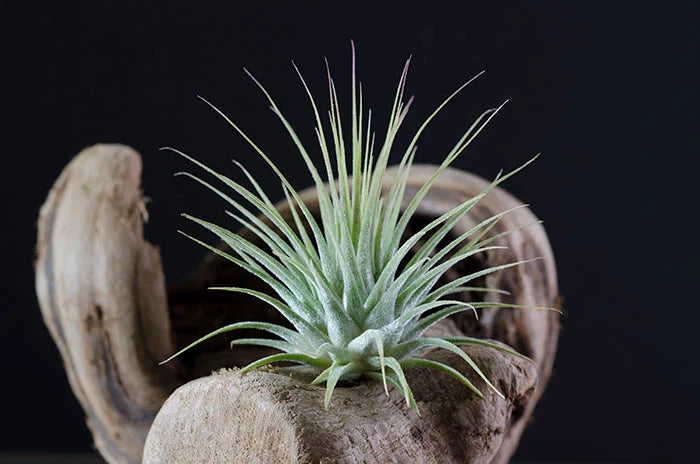 Air Plants