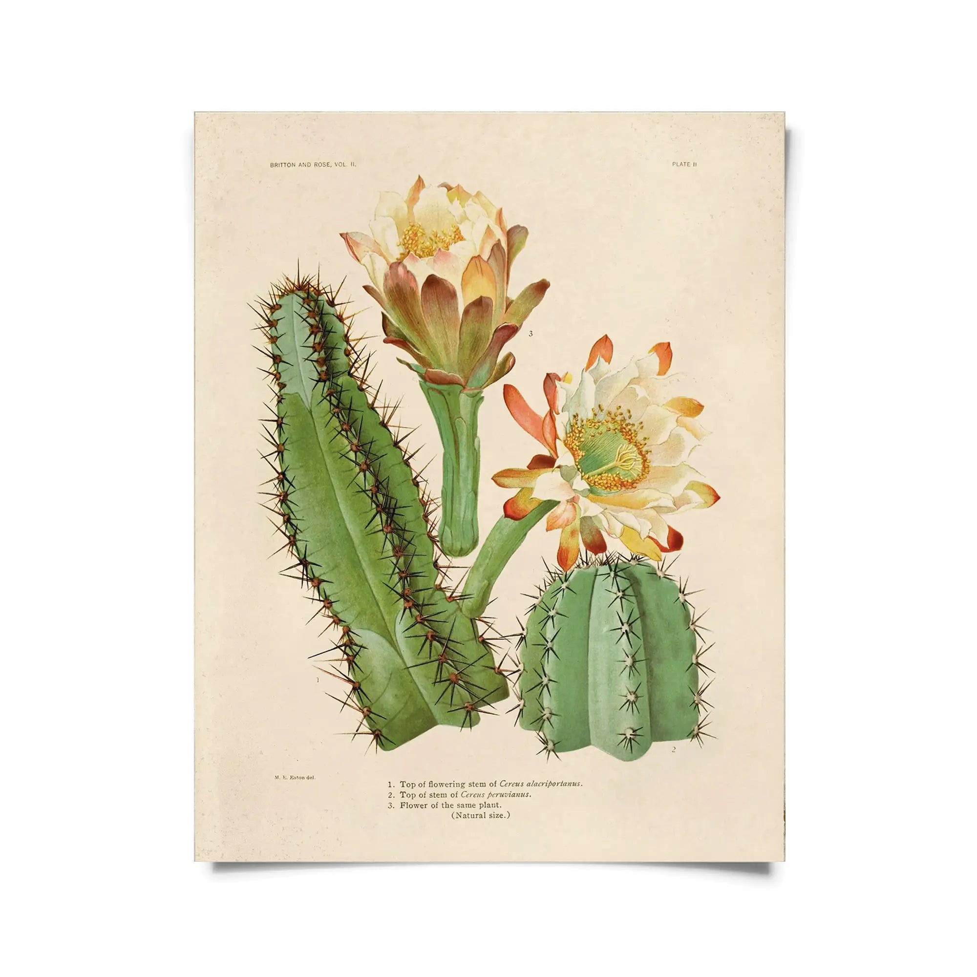 Vintage Botanical Cactus 2