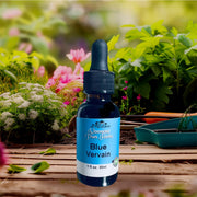 Blue Vervain