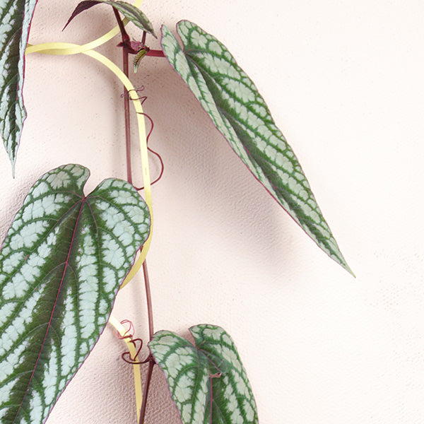 Gold Brass Chain - Plant Support For Climbing Plants