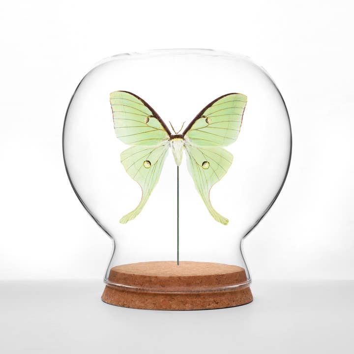 Butterfly Globes