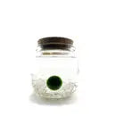 Moss Ball - Medium