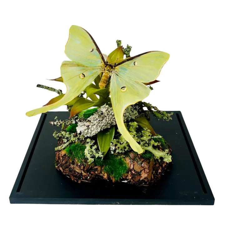 Real Butterfly Diorama - 6x8x6 in