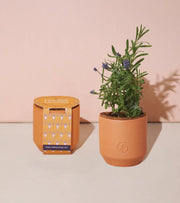 Tiny Terracotta - Lavender Seed-Sprouting Kit