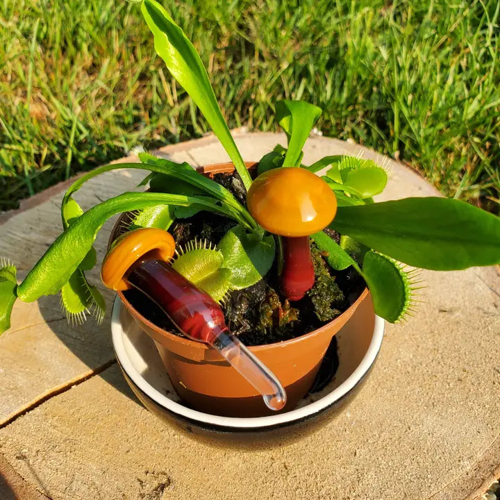 Mushroom Glass Plant Spike