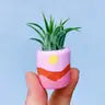 Air Plant + Mini Planter