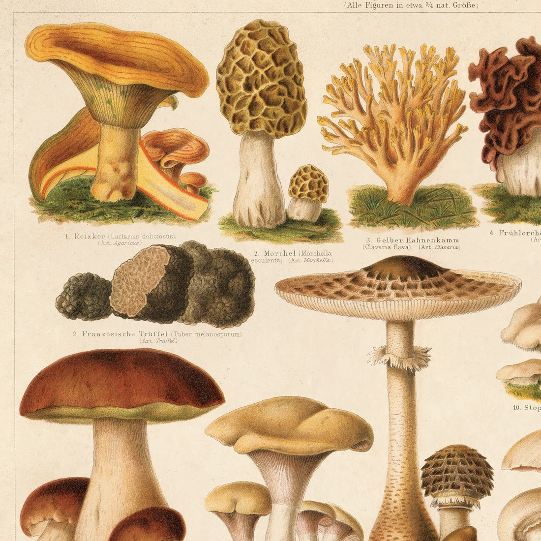 Vintage German Pilze 1 Mushroom Print