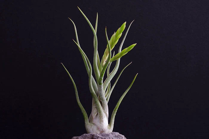 Air Plants
