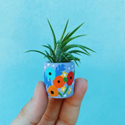 Air Plant + Mini Planter