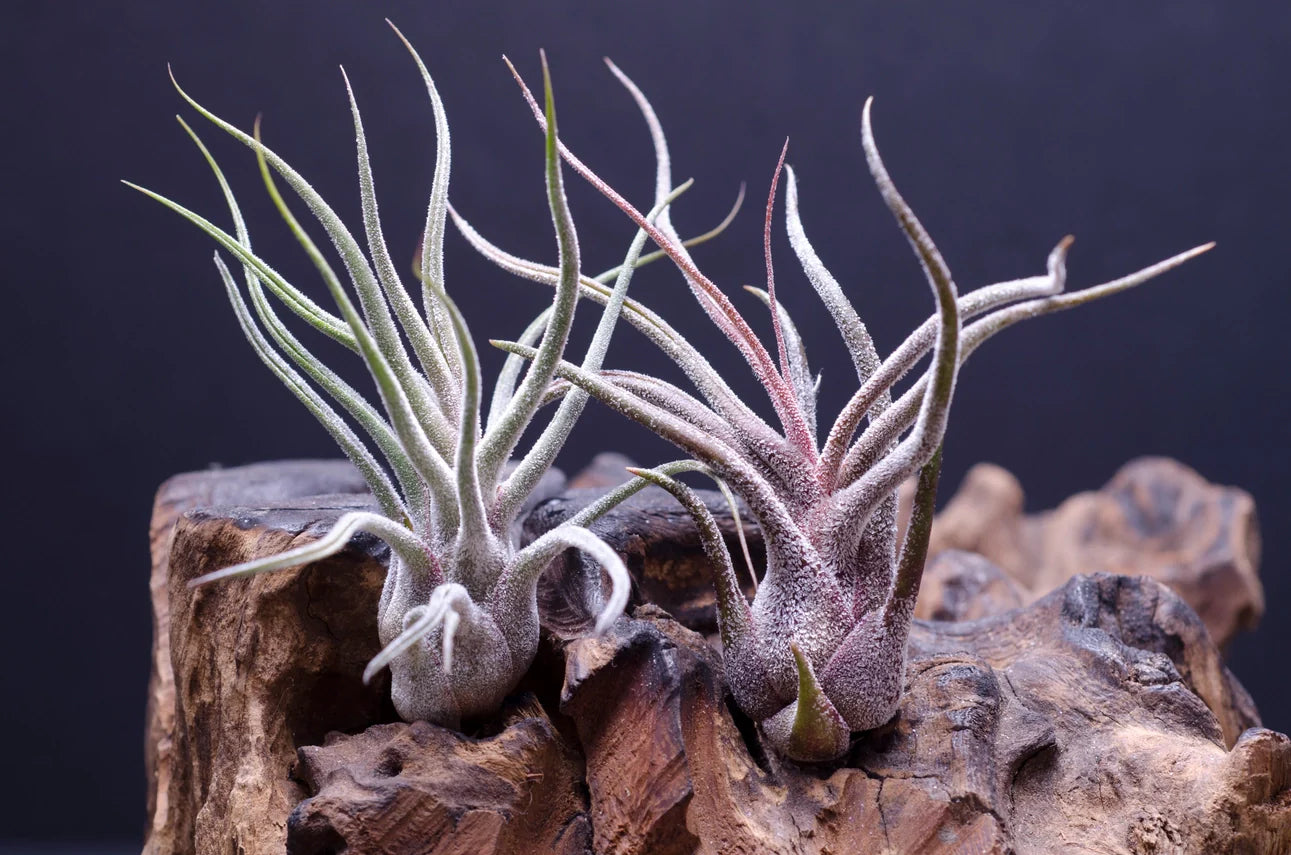 Air Plants