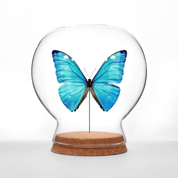 Butterfly Globes