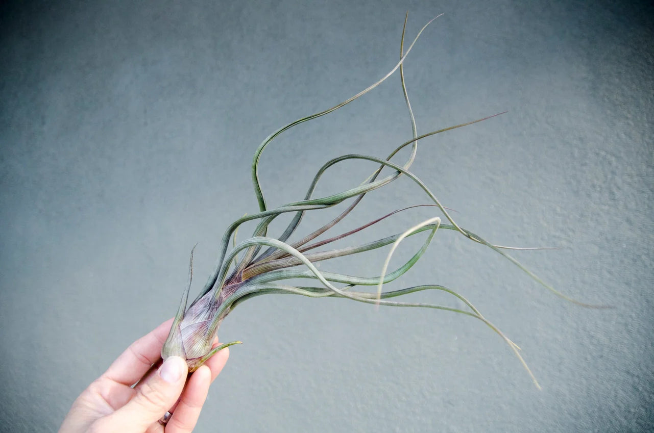Air Plants
