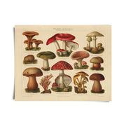 Vintage German Mushroom Pilze 2 Print
