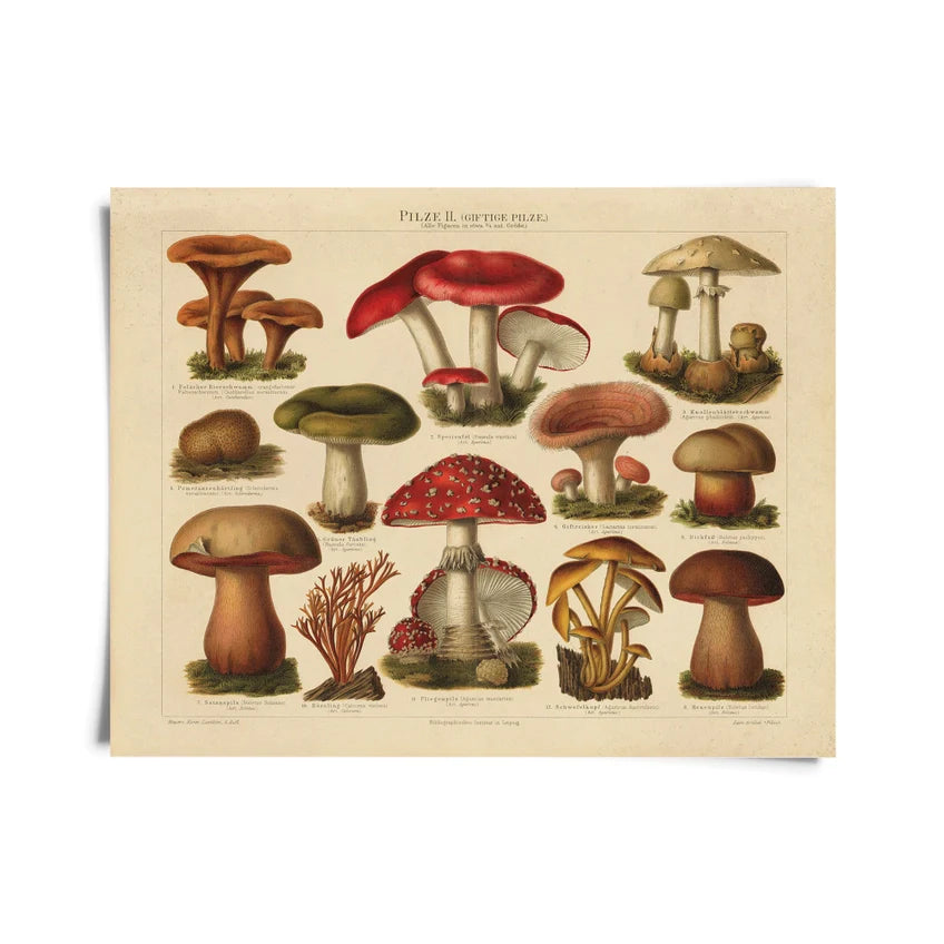 Vintage German Mushroom Pilze 2 Print
