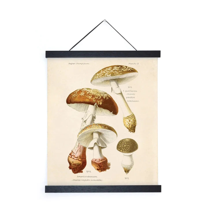Vintage Blusher Mushroom Print by Wild Lark