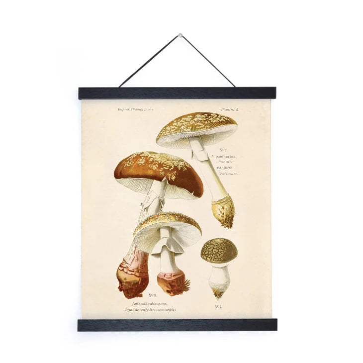 Vintage Blusher Mushroom Print