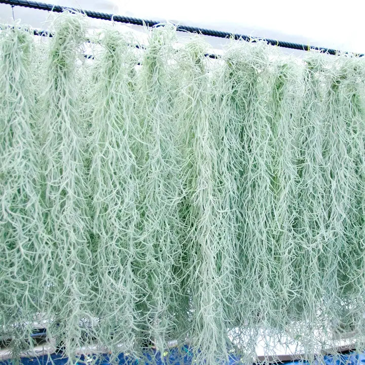 Spanish Moss Air Plant