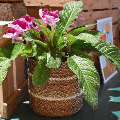 Celestial Woven Planter