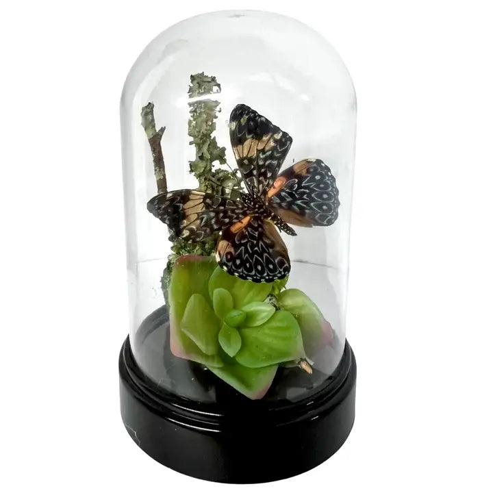 6X4 Inch Butterfly Dome Diorama