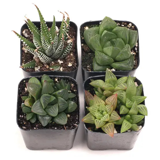 Succulents & Cacti