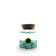 Moss Ball - Small