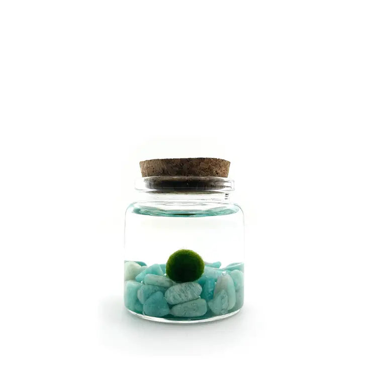 Moss Ball - Small
