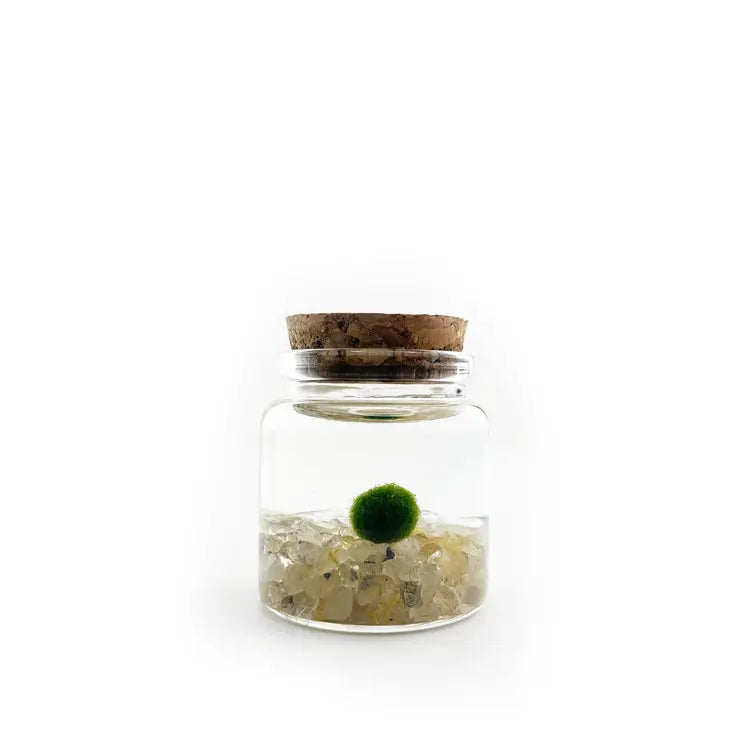 Moss Ball - Small