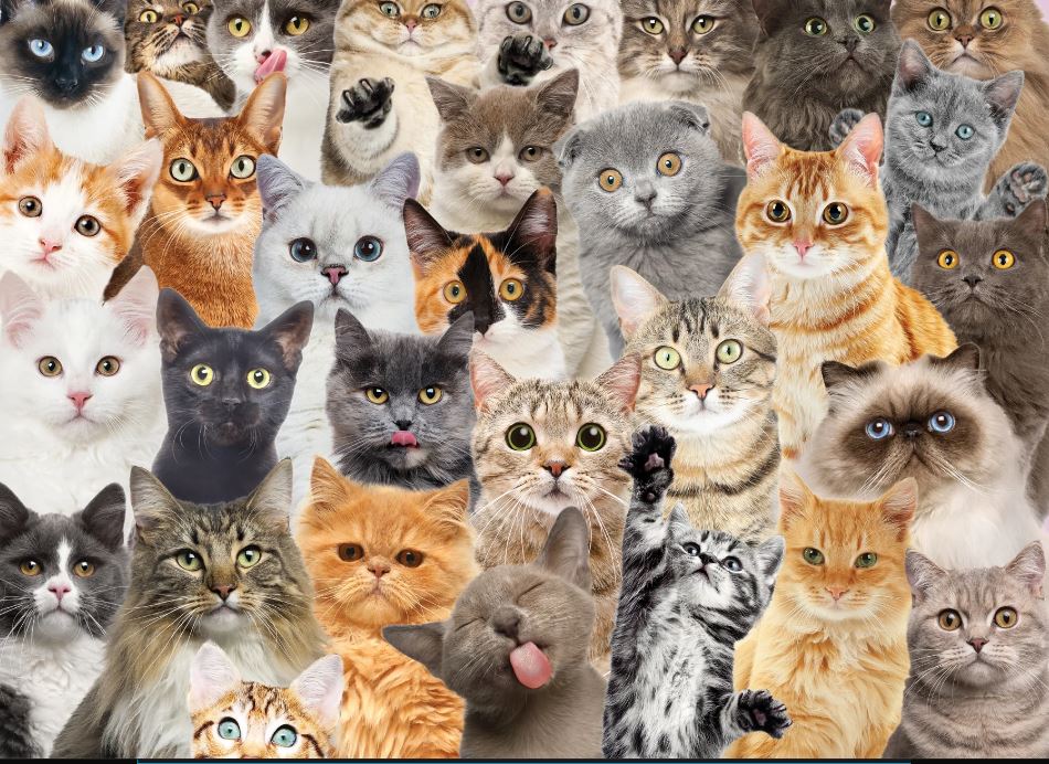 Puzzle 500 Piece All The Cats by Homeportonline