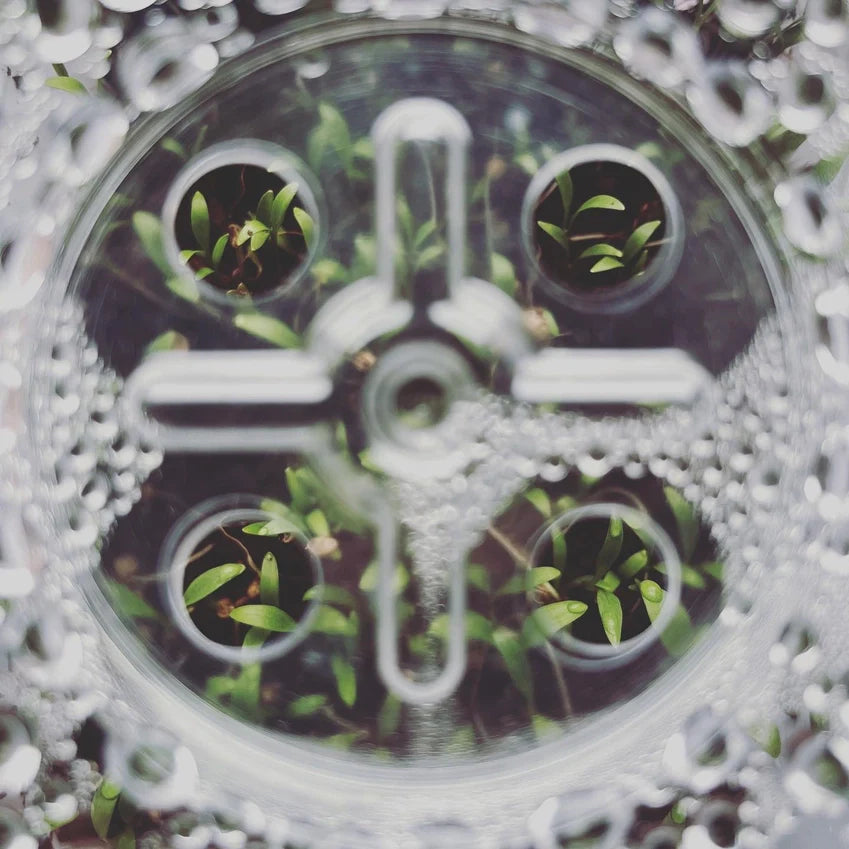 Microgreens and Seed-Starting Kit