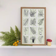 Art Print | Fern Specimens