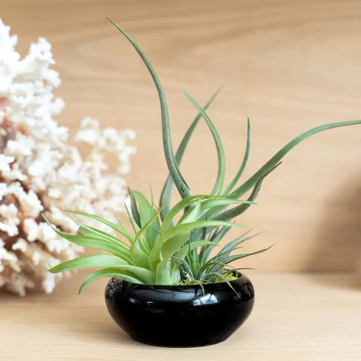 Air Plant Bowl Garden