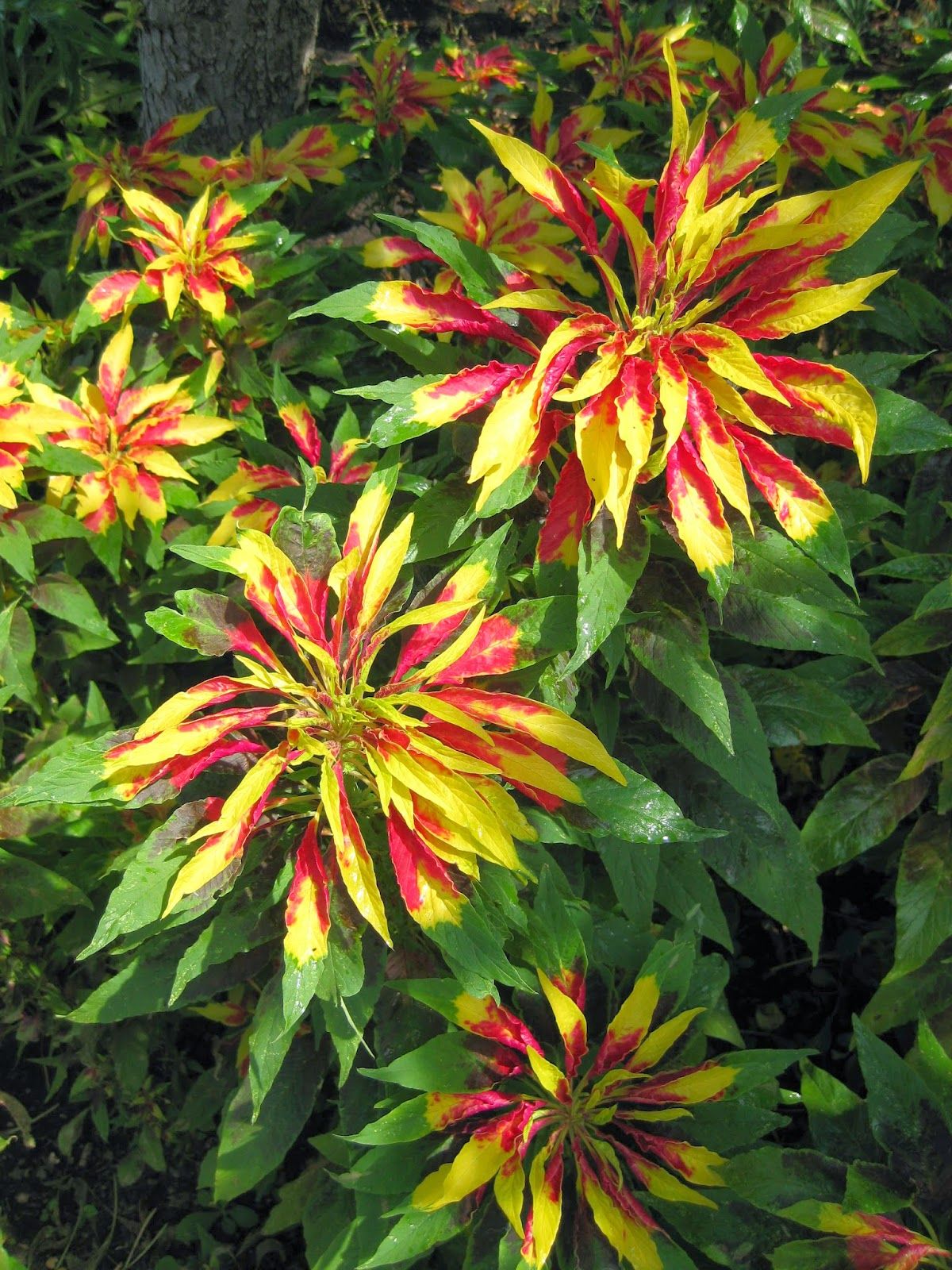 Joseph Coat Plant / Amaranthus Tricolor