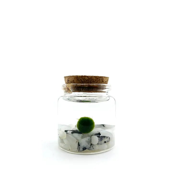 Moss Ball - Small