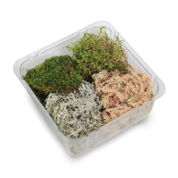 Revita-Moss Mixed Pack – 4 Species of Live / Dormant Moss