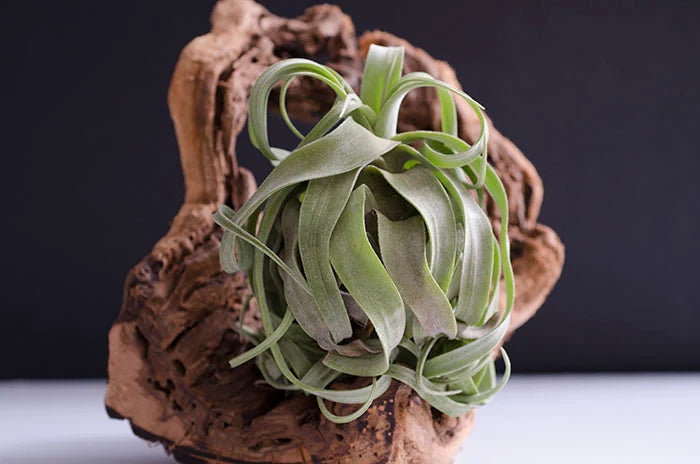 Air Plants
