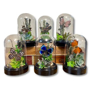 6X4 Inch Butterfly Dome Diorama