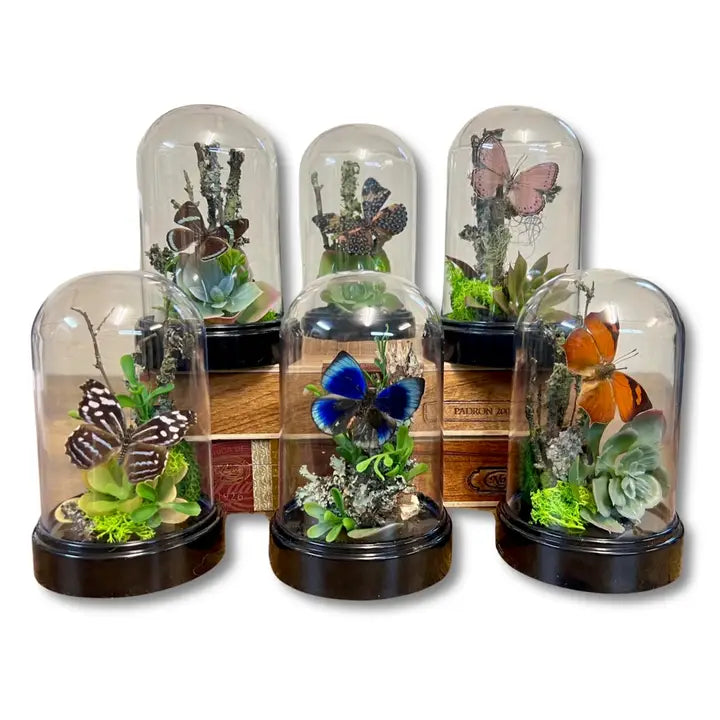 6X4 Inch Butterfly Dome Diorama