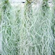 Spanish Moss Air Plant