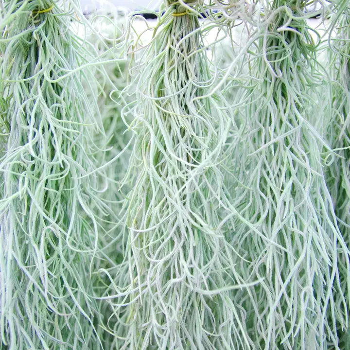 Spanish Moss Air Plant