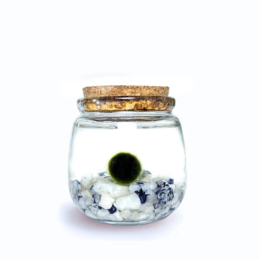 Moss Ball - Medium