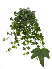 Hedera helix hybrid "Sjoelle"