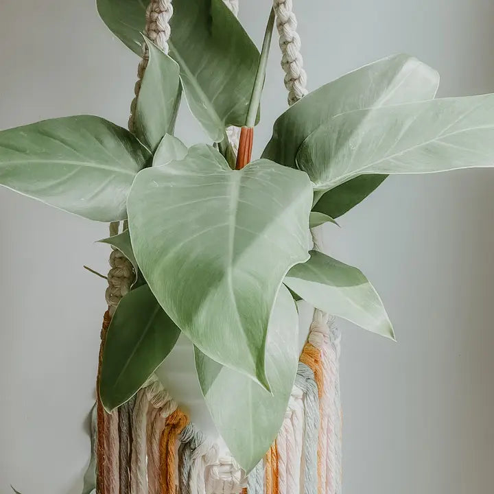 Macrame Plant Hanger with Fringe